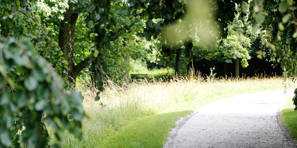 Chemin dans la nature illustrant l'accompagnement individuel